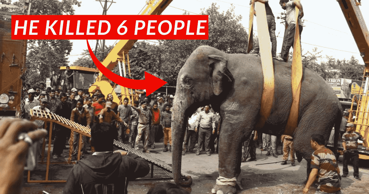 In India, 6 people were killed by an Elephant Attack, the rice-loving Elephant was Caught