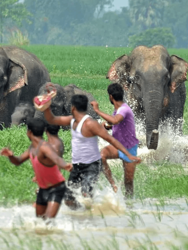In India, 6 people were killed by an Elephant Attack, the rice-loving Elephant was Caught